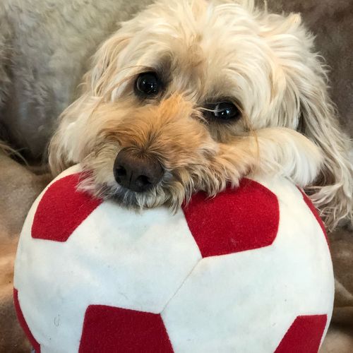 Pelota Mordedora de Peluche