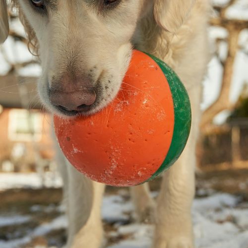 Pelota Mordedora Bicolor Resistente