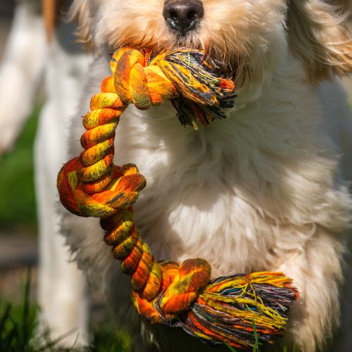 Cuerda Mordedora Reforzada