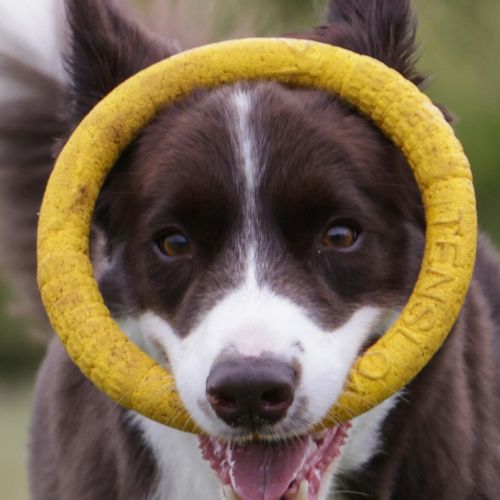 Aro Mordedor Reforzado