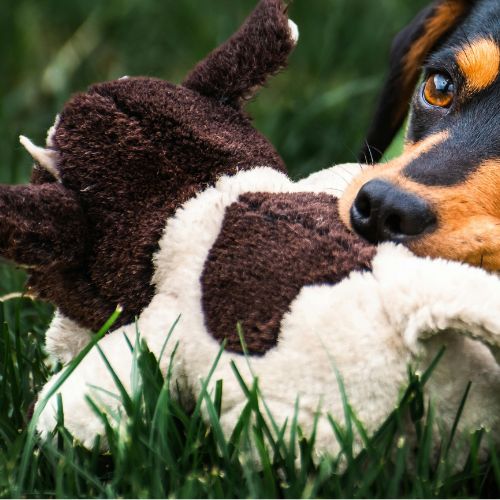 Juguete de Peluche Reforzado