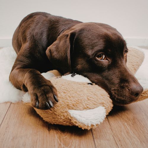 Peluche Reforzado de Descanso