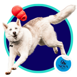 Juguetes resistentes